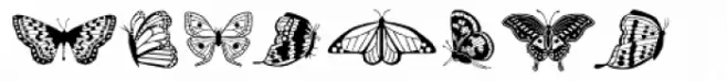 Papillon